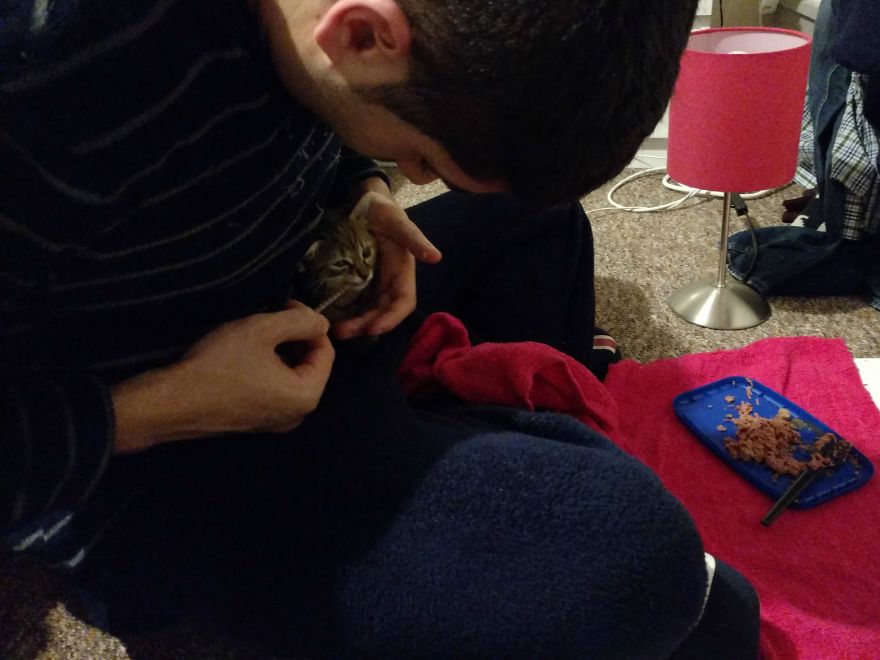 Rescue Kitten Finds Foster Mom Who Takes Care Of Her Day And Night Rescue Kitten Finds Foster Mom Who Takes Care Of Her Day And Night