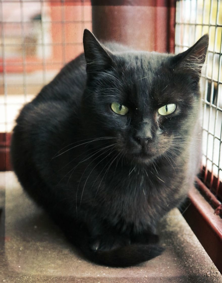 I Capture The Beautiful Character Of Shelter Cats I Capture The Beautiful Character Of Shelter Cats