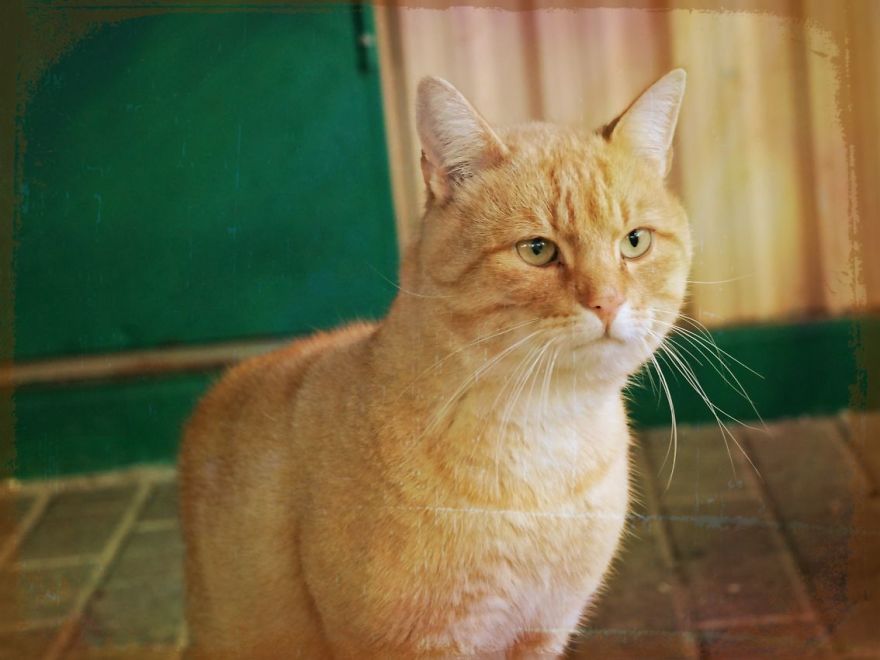 I Capture The Beautiful Character Of Shelter Cats I Capture The Beautiful Character Of Shelter Cats