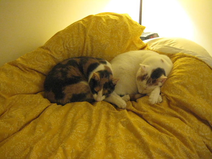 My Two Cats Won The Olympic Medal For Synchronized Napping My Two Cats Won The Olympic Medal For Synchronized Napping