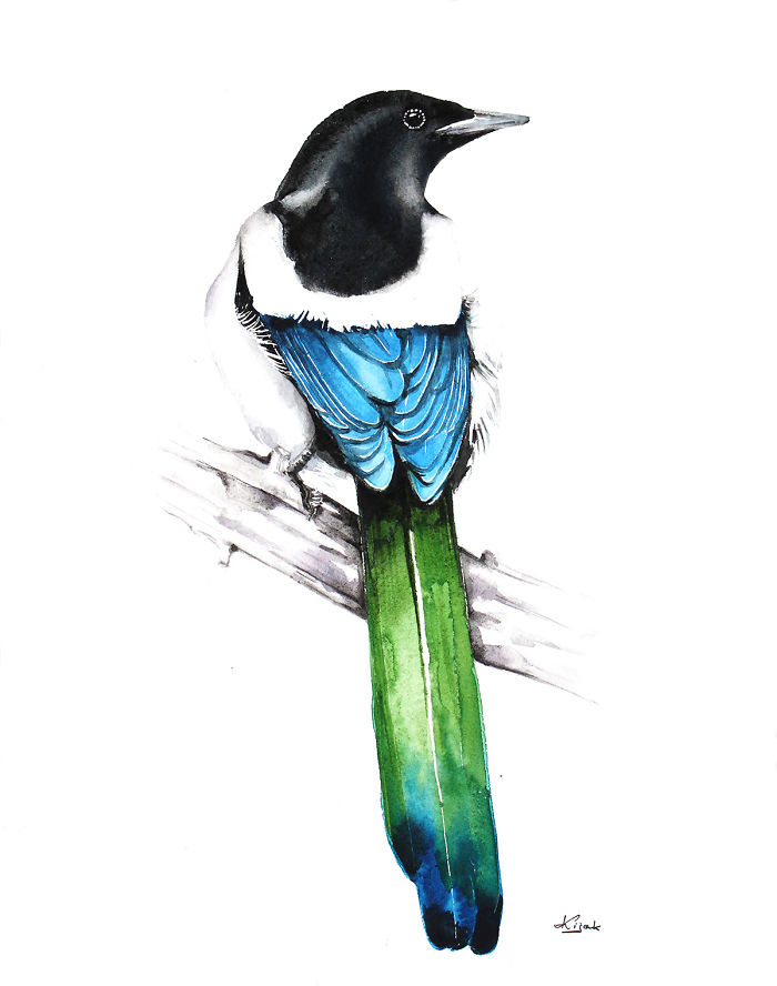Magpie