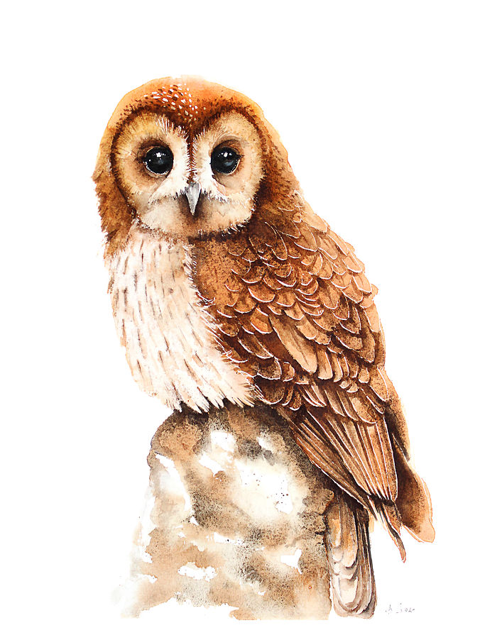 Tawny Owl