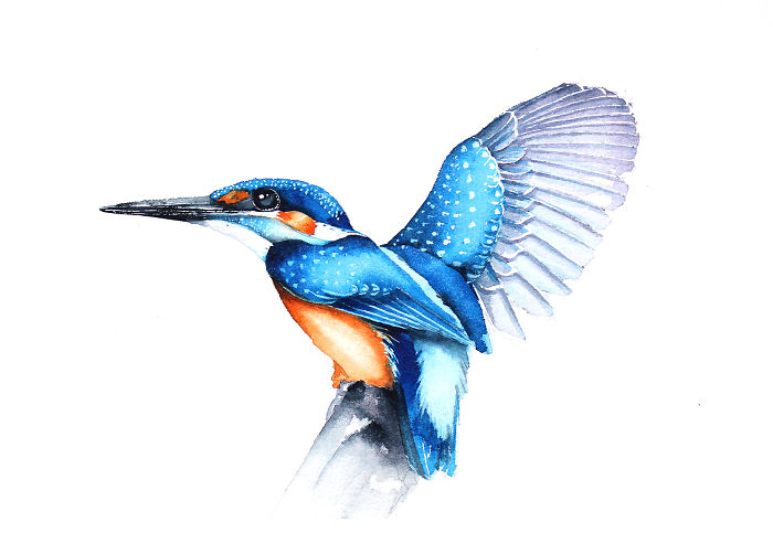 Kingfisher