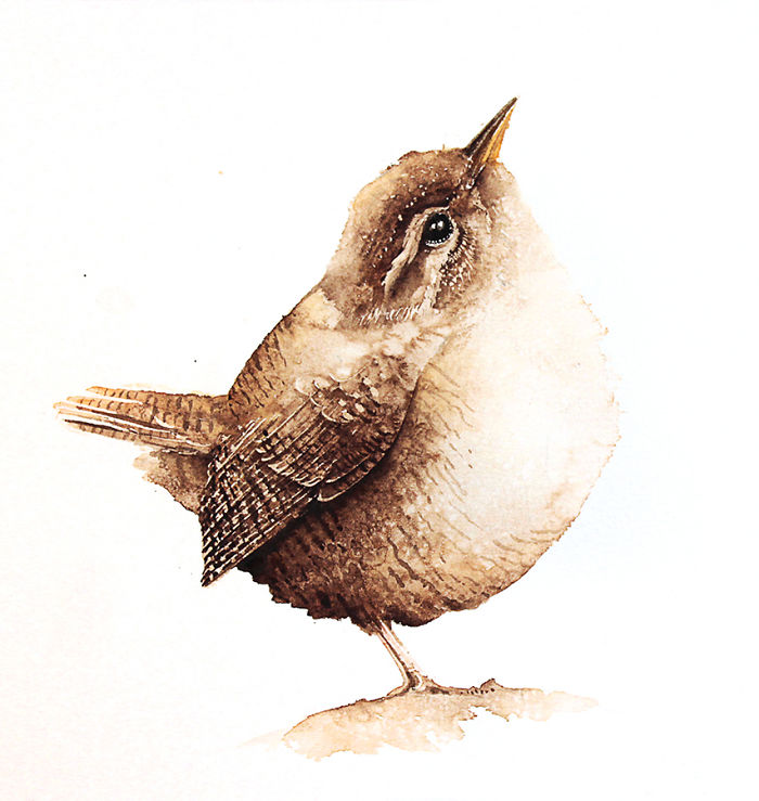 Wren