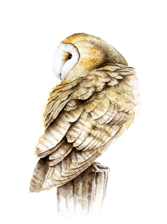 Barn Owl