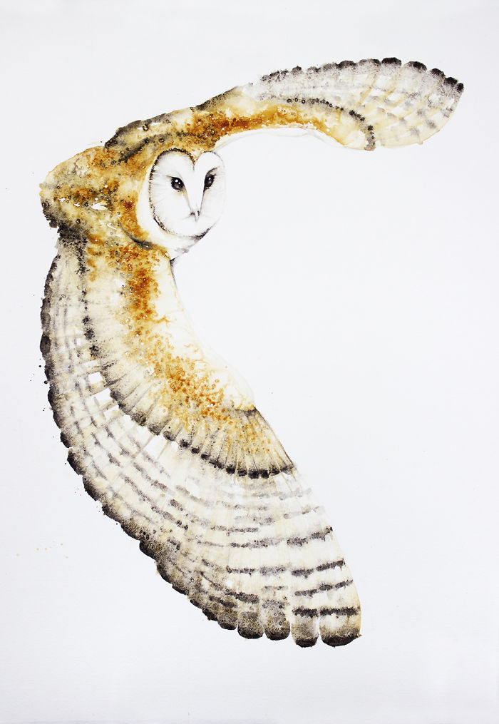 Barn Owl