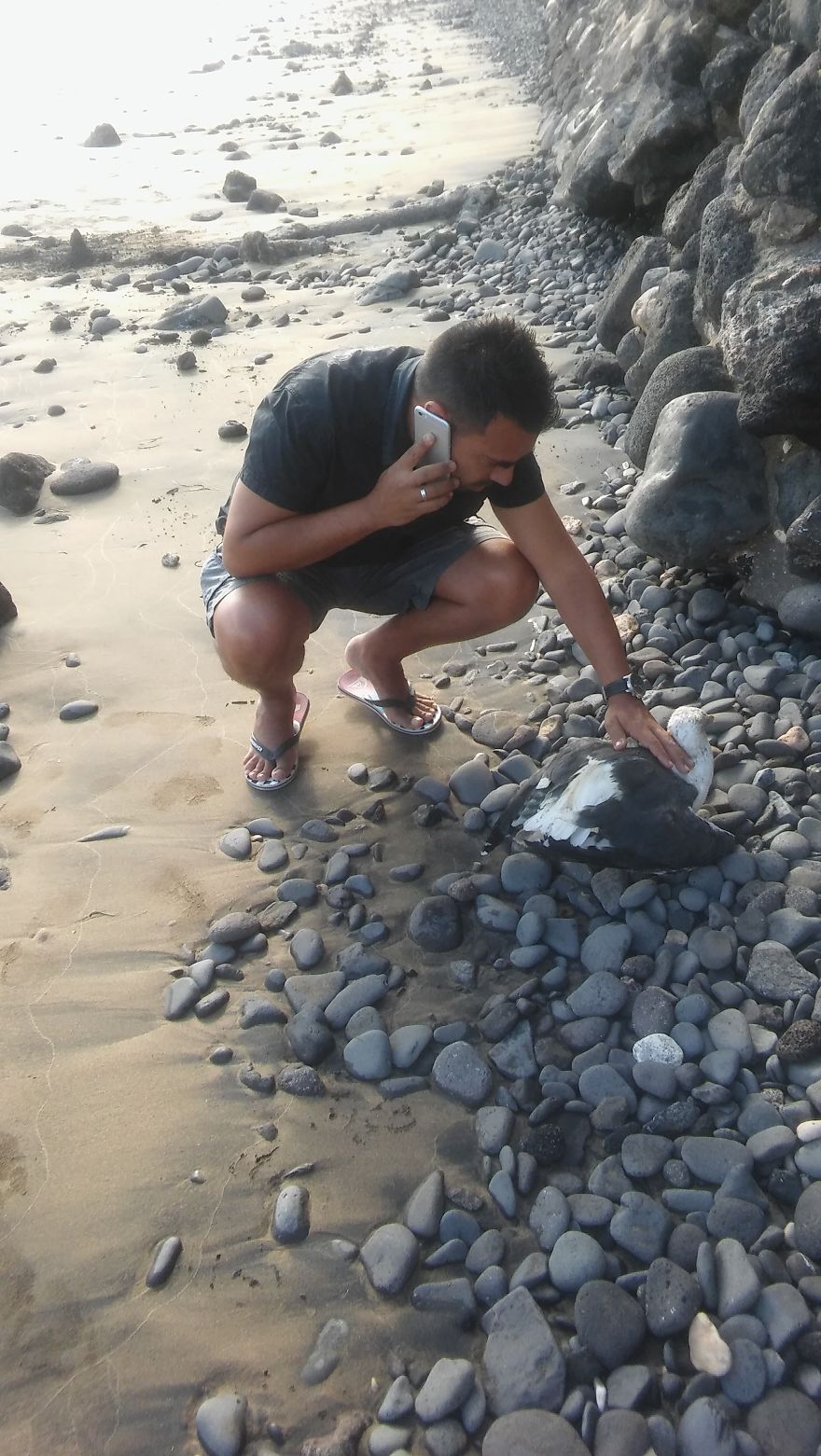 We Saved A Seagull That Refused To Fly We Saved A Seagull That Refused To Fly