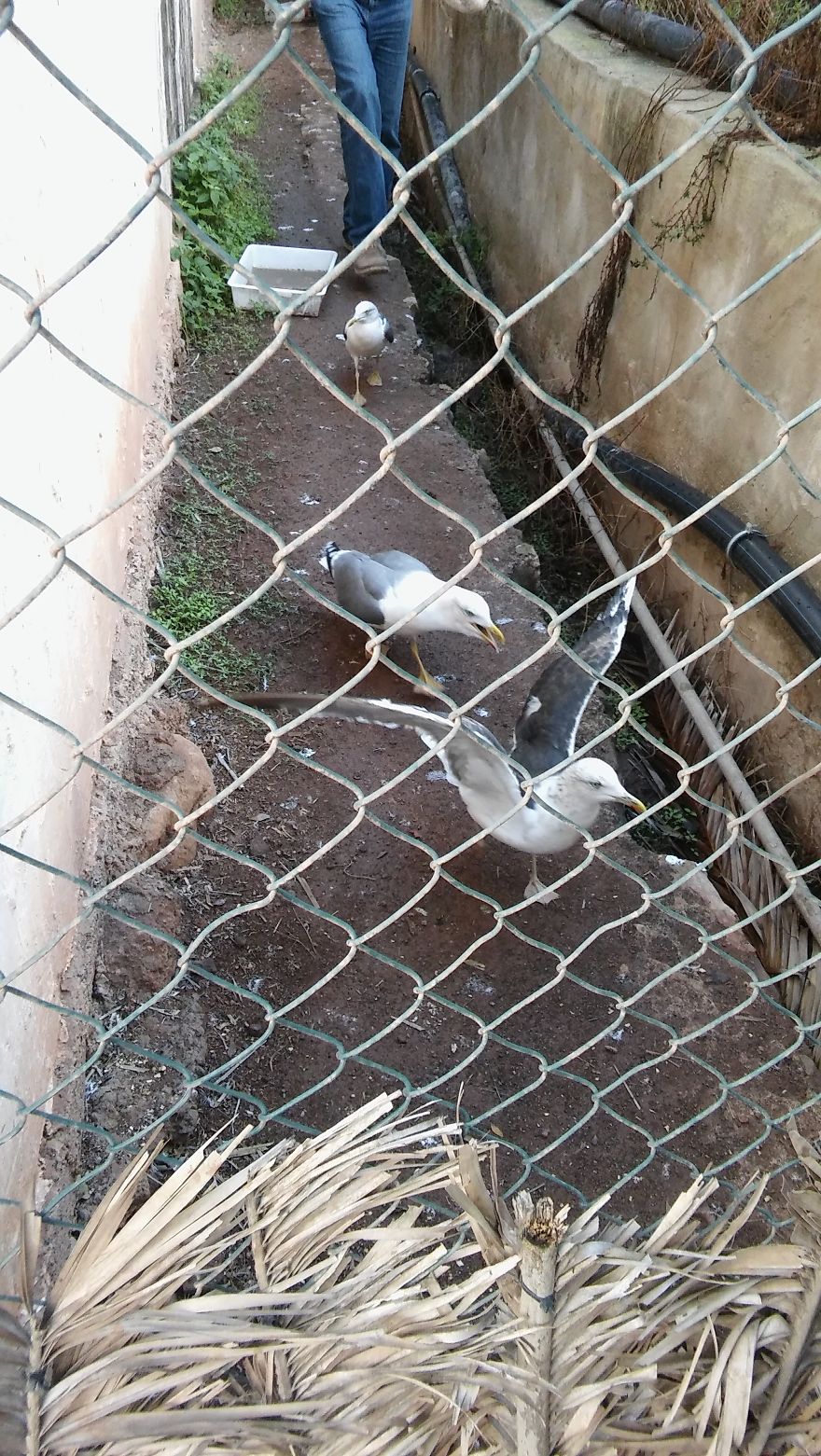 We Saved A Seagull That Refused To Fly