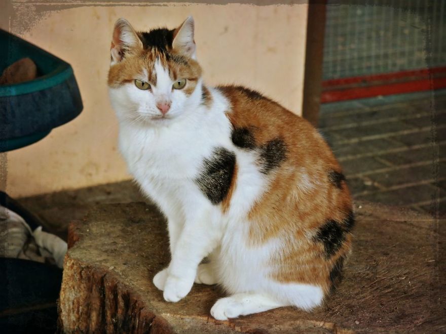 I Capture The Beautiful Character Of Shelter Cats I Capture The Beautiful Character Of Shelter Cats