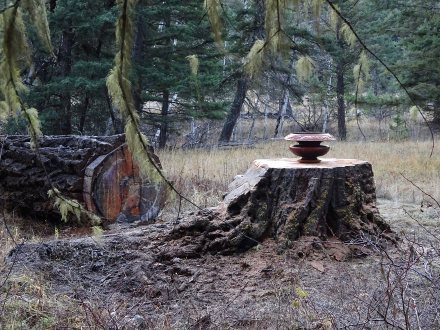 'Salvaged Wood' Returns To Where It Was Grown