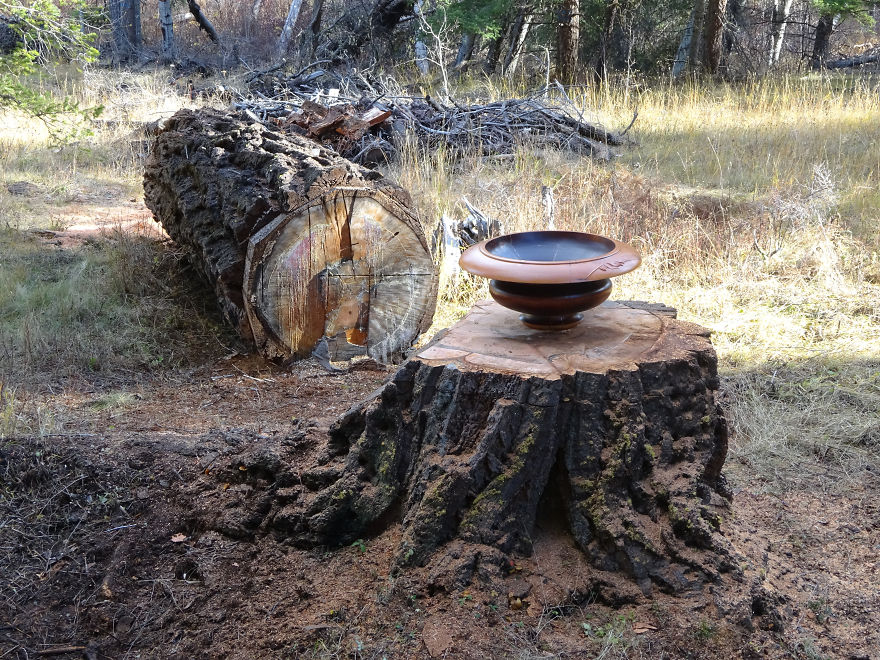 'Salvaged Wood' Returns To Where It Was Grown 'Salvaged Wood' Returns To Where It Was Grown