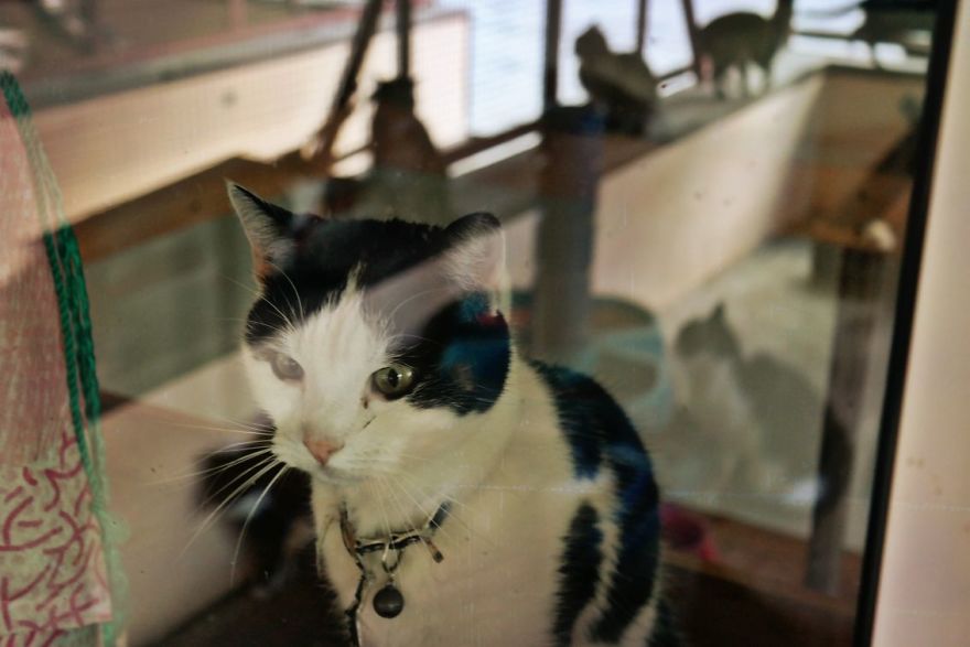 I Capture The Beautiful Character Of Shelter Cats