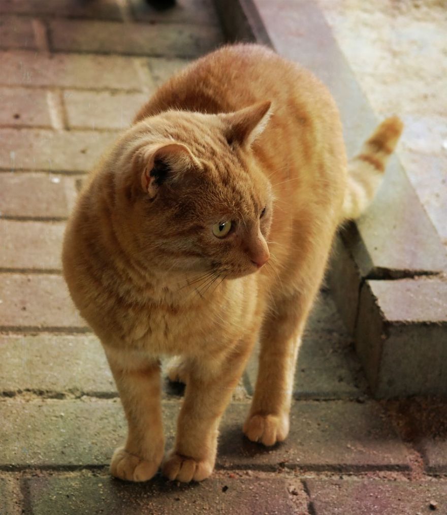 I Capture The Beautiful Character Of Shelter Cats I Capture The Beautiful Character Of Shelter Cats