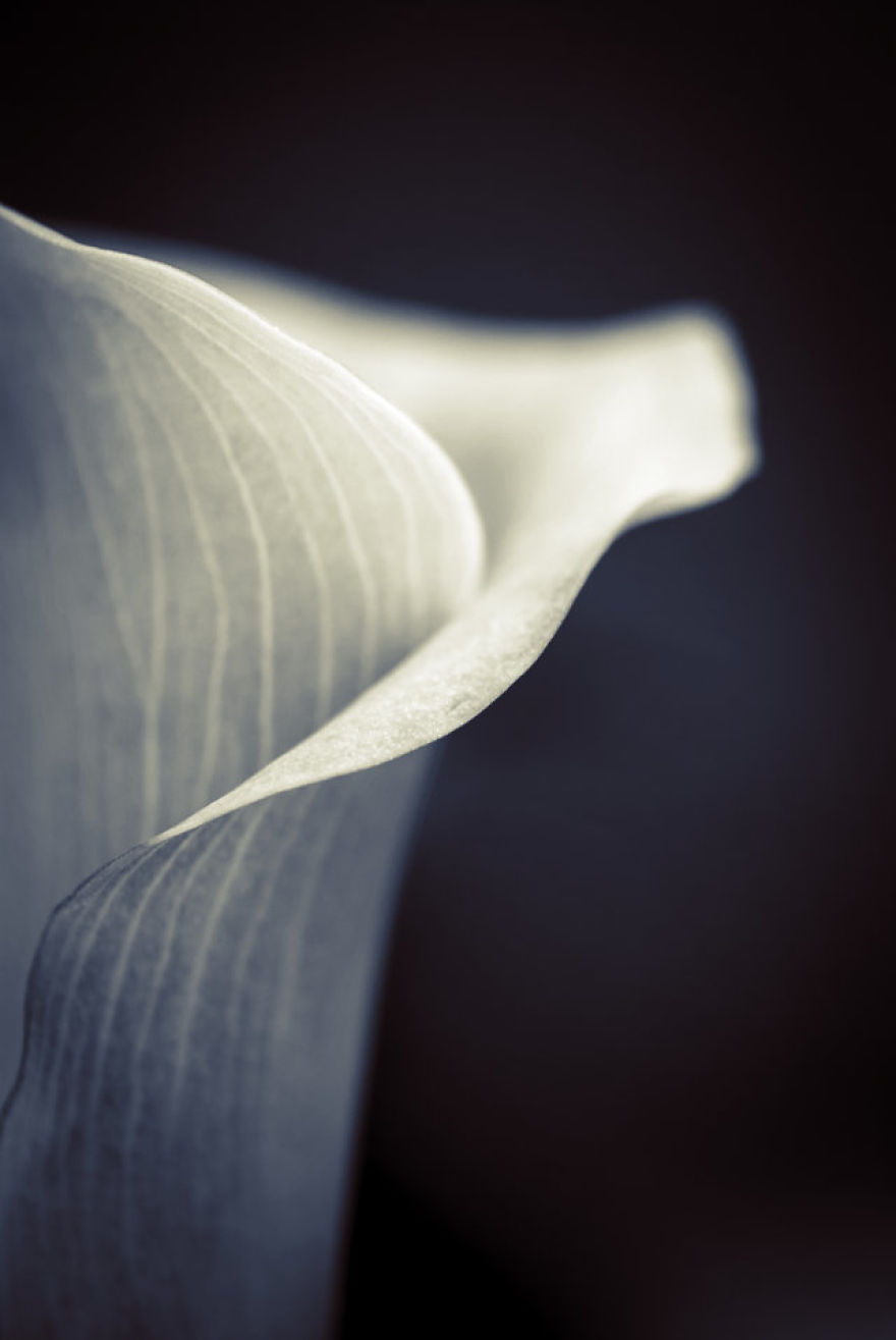 I Take Close-Up Photos Of Nature I Take Close-Up Photos Of Nature