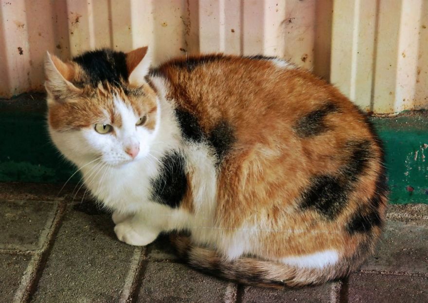 I Capture The Beautiful Character Of Shelter Cats I Capture The Beautiful Character Of Shelter Cats