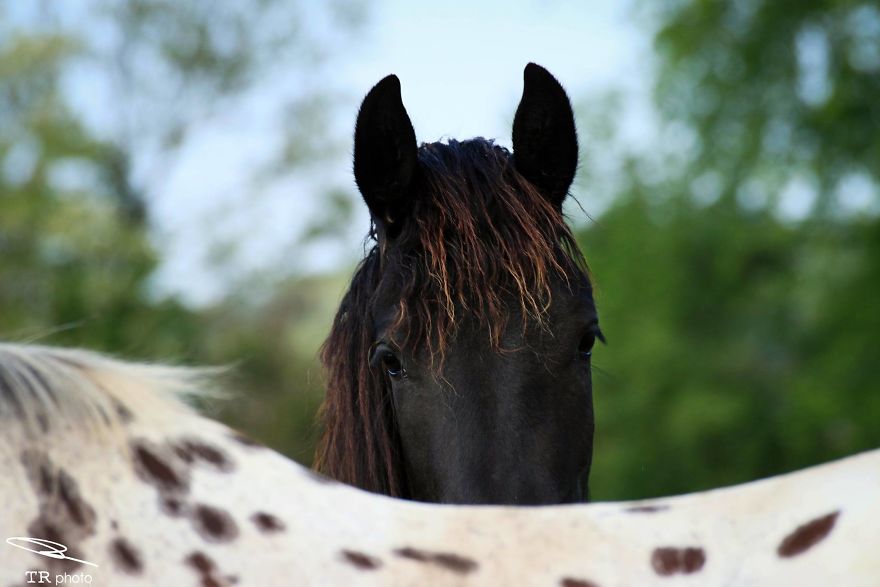I Live With Horses And I Take Pictures Of Them