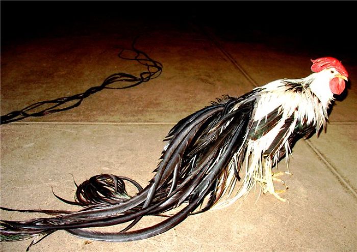 Interesting 10 Chicken Type