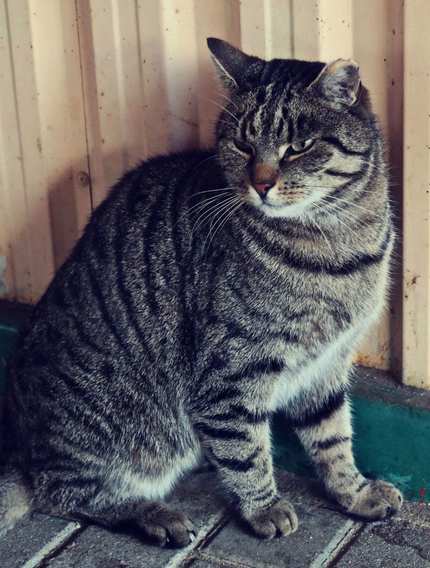 I Capture The Beautiful Character Of Shelter Cats I Capture The Beautiful Character Of Shelter Cats