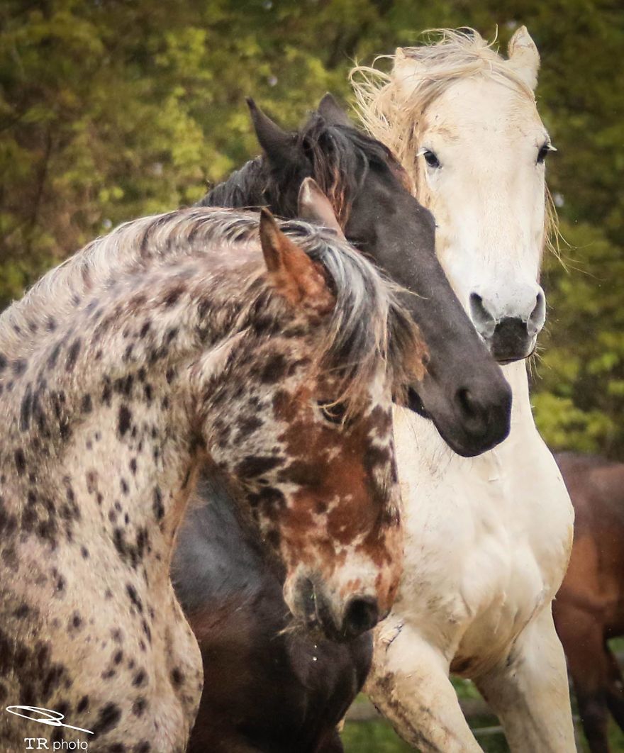 I Live With Horses And I Take Pictures Of Them