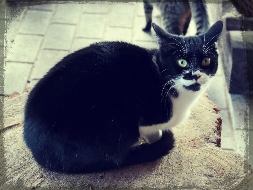 I Capture The Beautiful Character Of Shelter Cats I Capture The Beautiful Character Of Shelter Cats