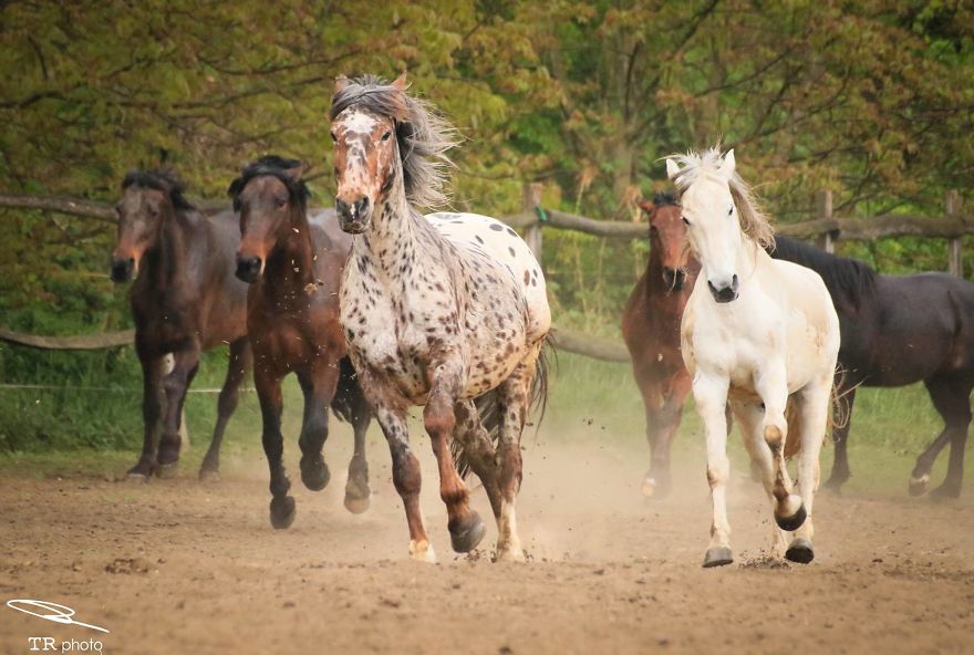 I Live With Horses And I Take Pictures Of Them