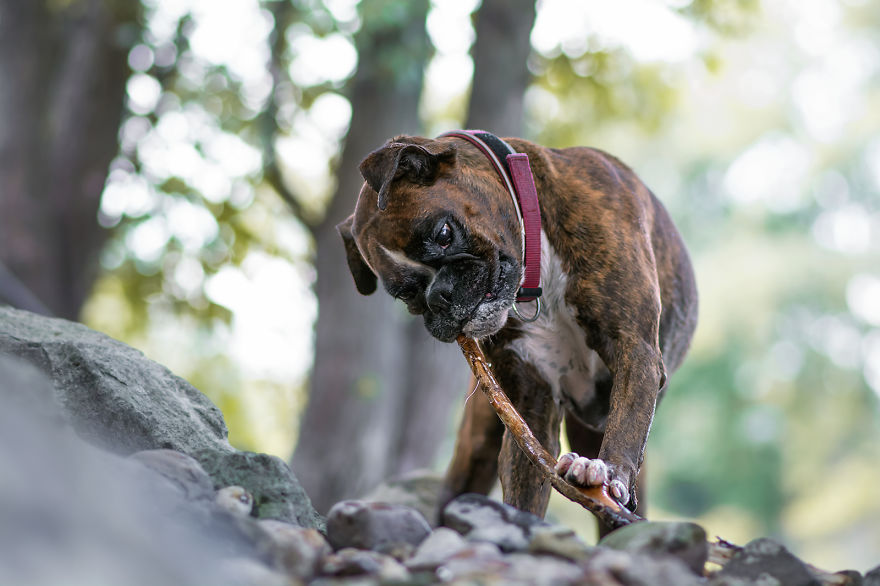 I Capture My Boxer Dog Joyfull Expressions I Capture My Boxer Dog Joyfull Expressions
