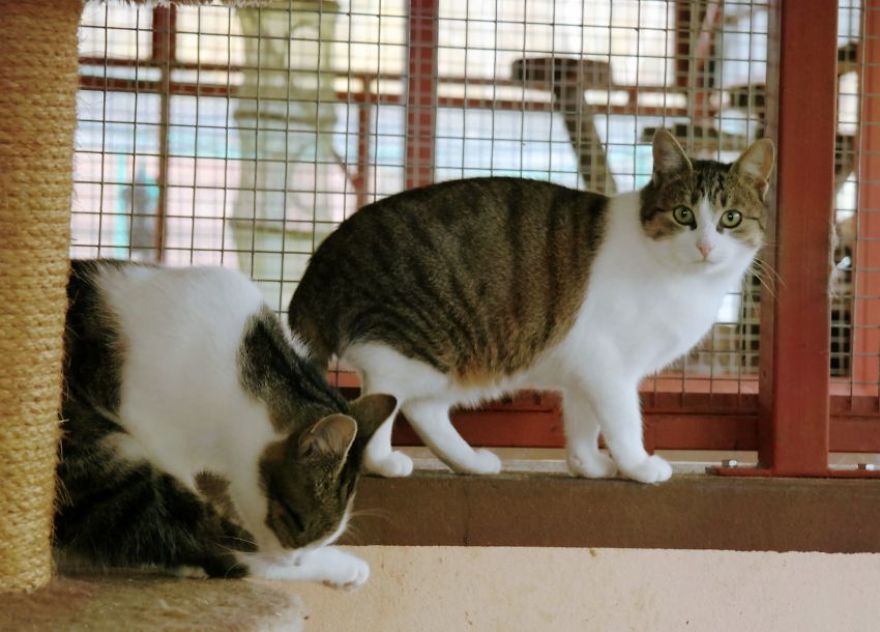 I Capture The Beautiful Character Of Shelter Cats I Capture The Beautiful Character Of Shelter Cats