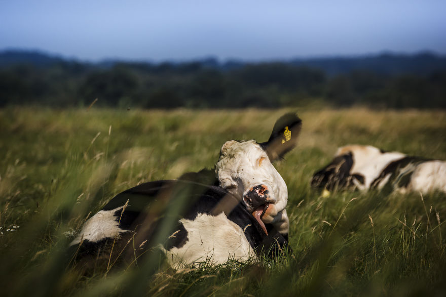If You Never Visit The "Teufelsmoor" In Northern Germany, Take A Look At A Few Shots From There