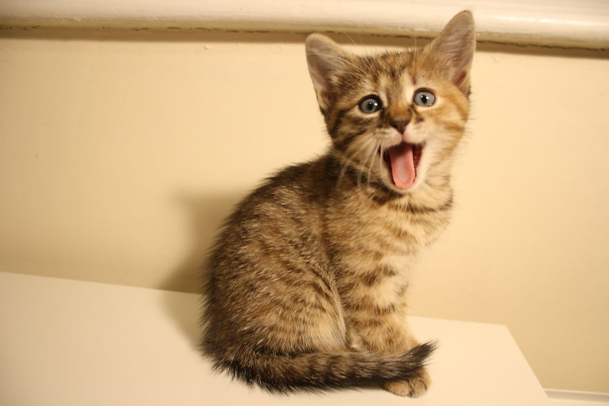 Rescue Kitten Finds Foster Mom Who Takes Care Of Her Day And Night Rescue Kitten Finds Foster Mom Who Takes Care Of Her Day And Night