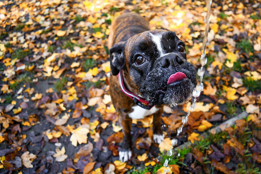 I Capture My Boxer Dog Joyfull Expressions I Capture My Boxer Dog Joyfull Expressions