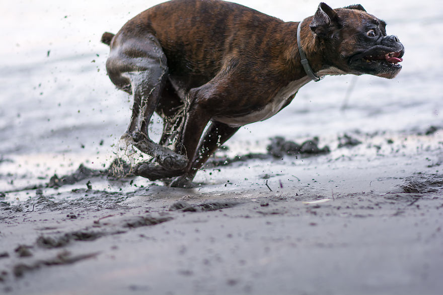 I Capture My Boxer Dog Joyfull Expressions I Capture My Boxer Dog Joyfull Expressions