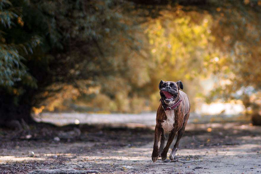 I Capture My Boxer Dog Joyfull Expressions I Capture My Boxer Dog Joyfull Expressions