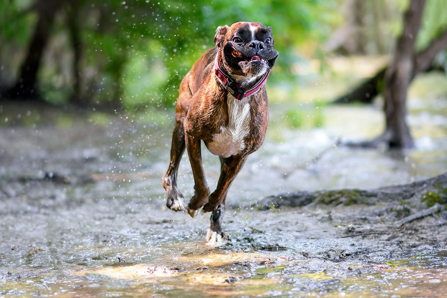 I Capture My Boxer Dog Joyfull Expressions I Capture My Boxer Dog Joyfull Expressions