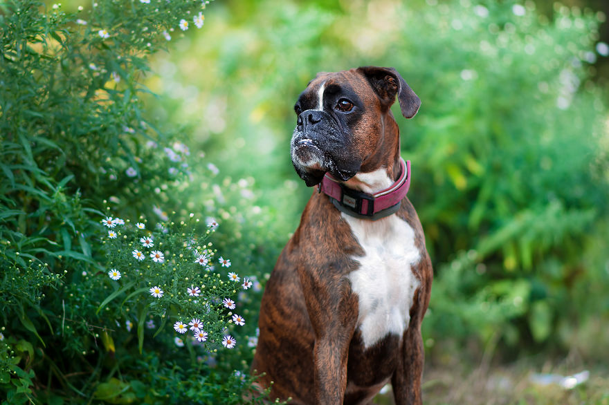 I Capture My Boxer Dog Joyfull Expressions I Capture My Boxer Dog Joyfull Expressions