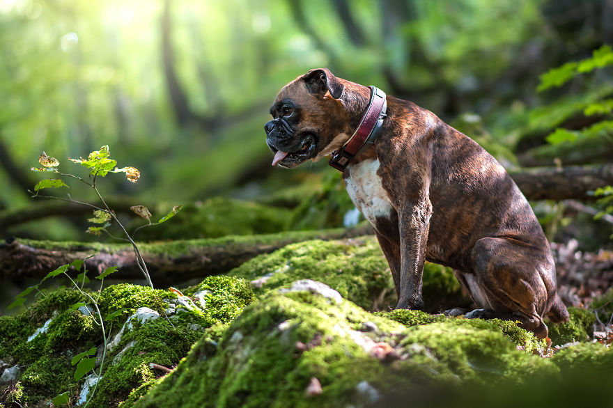 I Capture My Boxer Dog Joyfull Expressions I Capture My Boxer Dog Joyfull Expressions