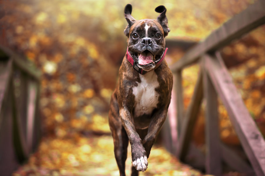 I Capture My Boxer Dog Joyfull Expressions I Capture My Boxer Dog Joyfull Expressions