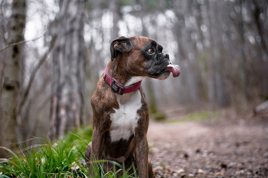 I Capture My Boxer Dog Joyfull Expressions I Capture My Boxer Dog Joyfull Expressions