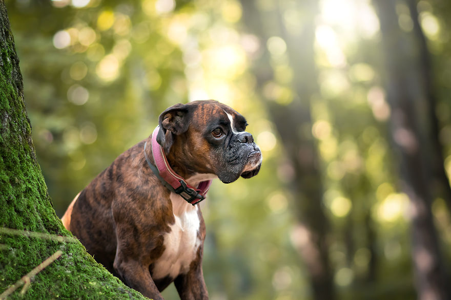 I Capture My Boxer Dog Joyfull Expressions I Capture My Boxer Dog Joyfull Expressions