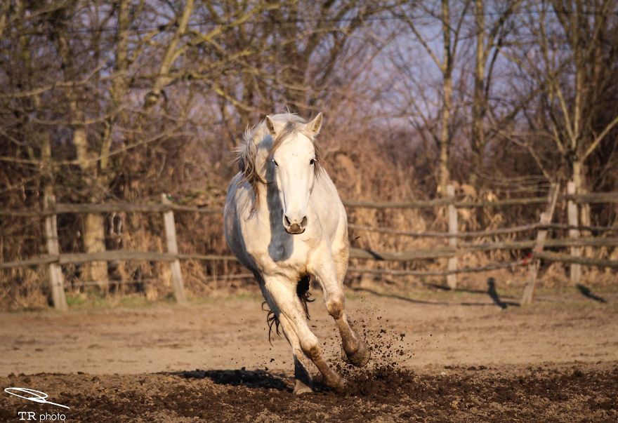 I Live With Horses And I Take Pictures Of Them