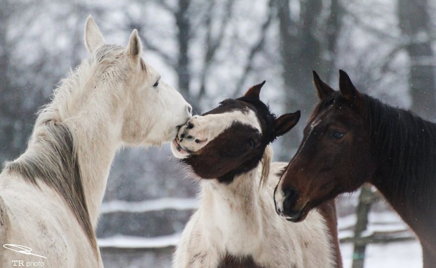 I Live With Horses And I Take Pictures Of Them