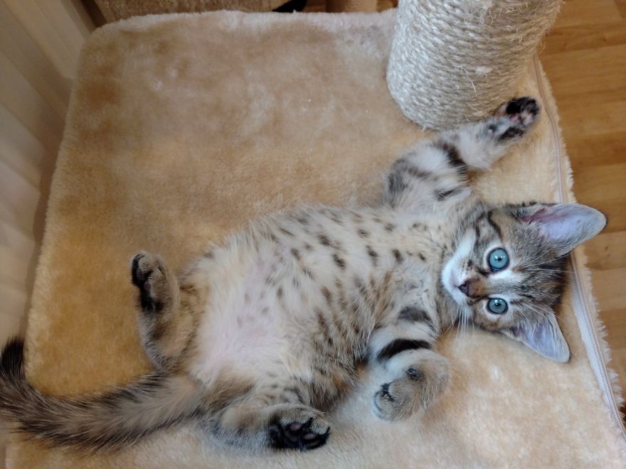 Rescue Kitten Finds Foster Mom Who Takes Care Of Her Day And Night Rescue Kitten Finds Foster Mom Who Takes Care Of Her Day And Night