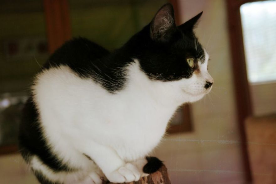 I Capture The Beautiful Character Of Shelter Cats I Capture The Beautiful Character Of Shelter Cats