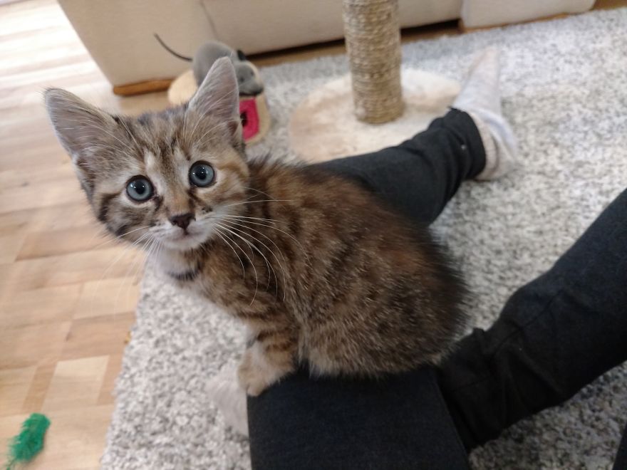 Rescue Kitten Finds Foster Mom Who Takes Care Of Her Day And Night Rescue Kitten Finds Foster Mom Who Takes Care Of Her Day And Night