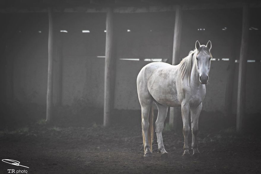 I Live With Horses And I Take Pictures Of Them