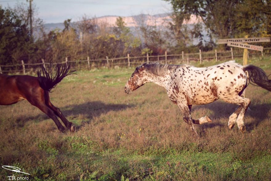 I Live With Horses And I Take Pictures Of Them