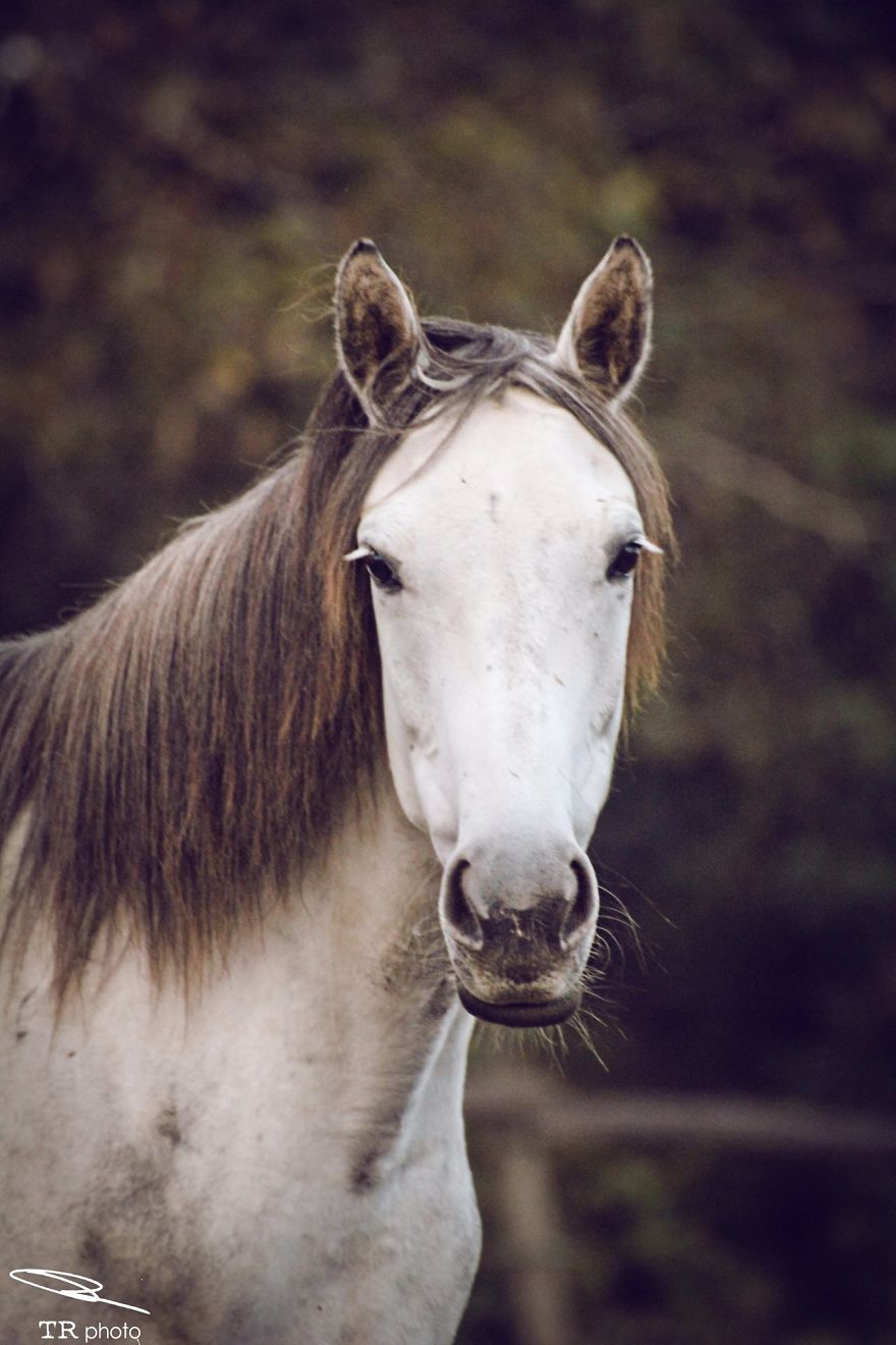 I Live With Horses And I Take Pictures Of Them