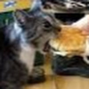 nathantwaragowski avatar