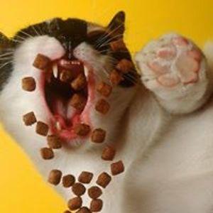 hollie_roberts2 avatar