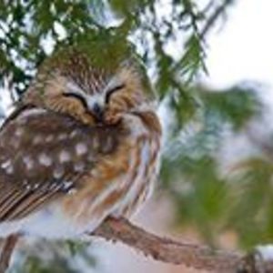 tigrrrrgoddess avatar