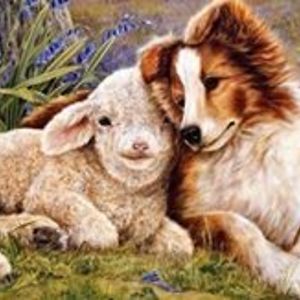 northernlamb avatar